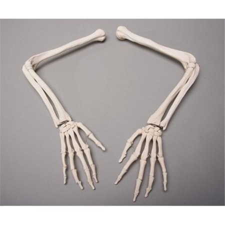 SKELETONS AND MORE Skeletons and More SM370DR Right Skeleton Arm SM370DR